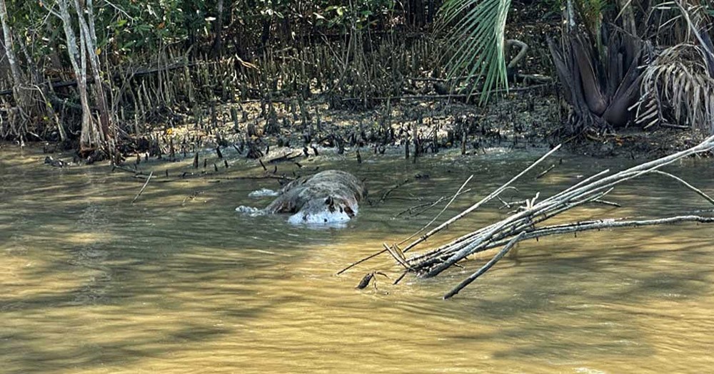 ‘হিট স্ট্রোকে’ মরে গেছে সুন্দরবনের বাঘ