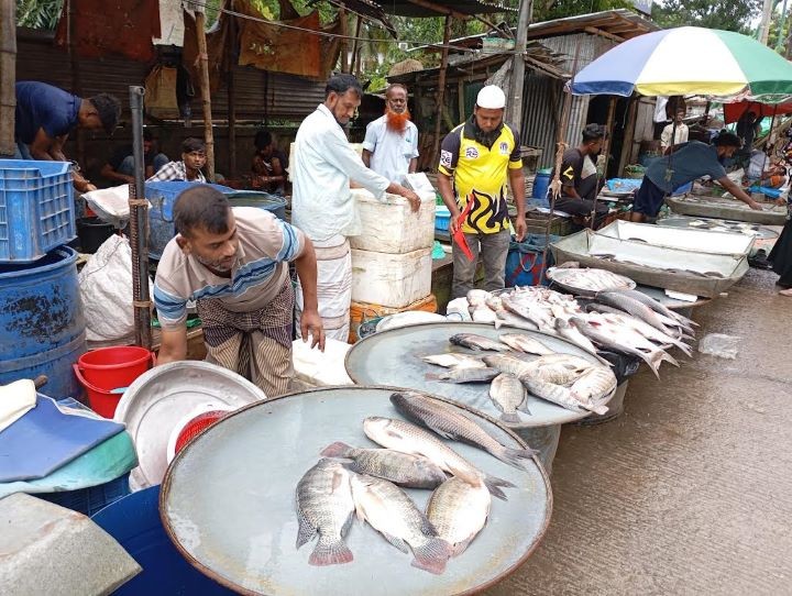 কুমিল্লায় মাছের দাম চড়া, নেই মনিটরিং টিম