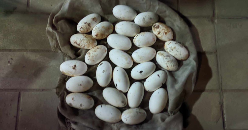 কুবিতে 'পদ্ম গোখরা' সাপের ২৬ ডিম উদ্ধার